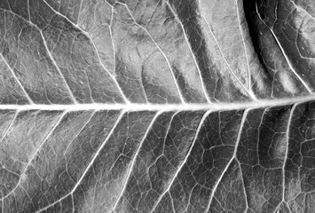 Black and white leaf texture