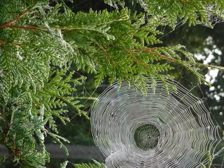Spinnennetz im Lebensbaum