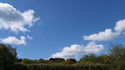 Healthy hedge-row, with bright blue sky with clouds