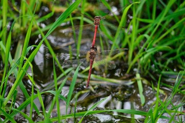 Coupling of red dragonflies, in flight and near water