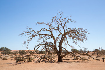 Fototapeta na wymiar Dead Tree in desert