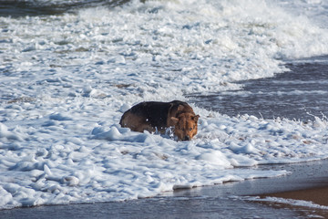 Dog in foamy sea waves.