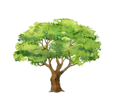 Green tree isolated on white background, watercolor illustration