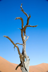 Dead tree in dunes