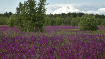 meadow with beautiful wild flowers in the summertime