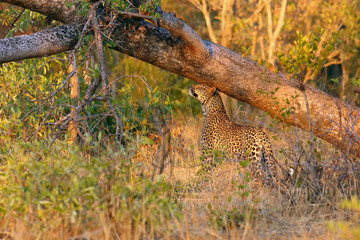 The African leopard (Panthera pardus pardus) young female marking the territory