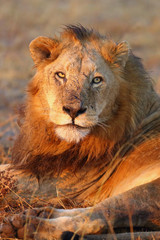 The Transvaal lion (Panthera leo krugeri), also known as the Southeast African lion, portrait of the big male at sunset © Karlos Lomsky