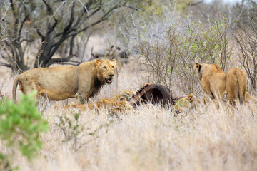 The Transvaal lion (Panthera leo krugeri), also known as the Southeast African lion, pride hunted a buffalo in the savannah