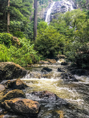 Waterfall with Scabies in Rainforest Area