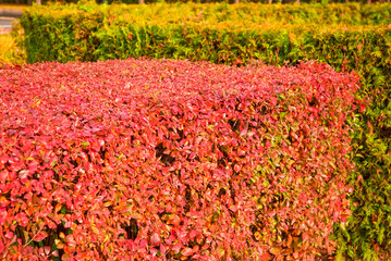 A hedge of tightly trimmed bushes of black-fruited cotoneaster (Cotoneaster melanocarpus) with reddened leaves in the fall