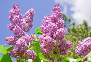 Blooming varietal selection lilac (Syrigna vulgaris). The sort of "Mikhail Sholokhov" © aleoks