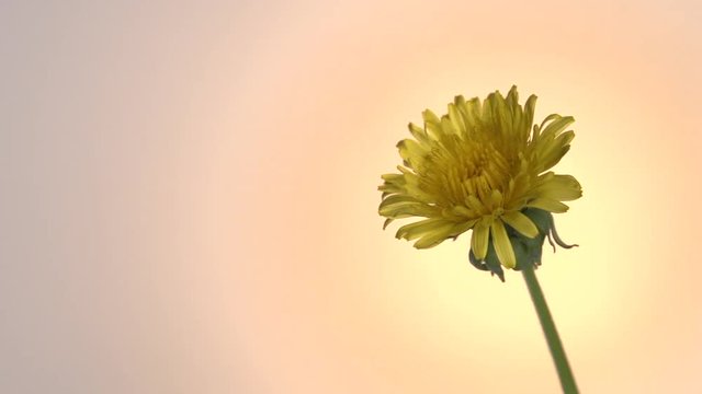 Dandelion blossoms in time lapse. Dandelion blooms on a clearing on a sunny day. Full HD 1080 video footage. Timelapse 