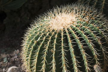 Kaktus Echinocactus grusonii