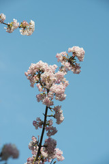 lilac white rosé