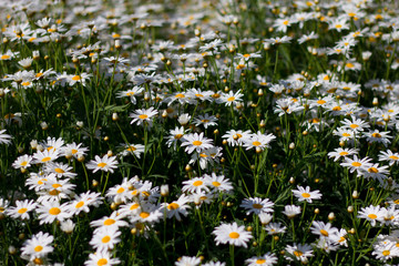 White daisy flowers in the garden at Doi Inthanon, Thailand
