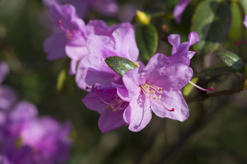Fototapeta na wymiar Rhododendron blossom violet crimson