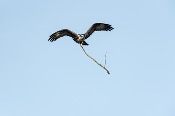 Osprey flying with dead branch