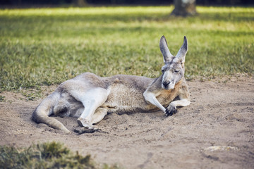 Känguru chilled im Schatten