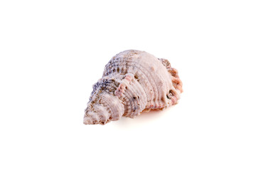 Sea shell isolated on a white background