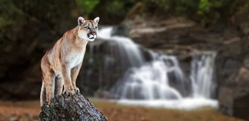 Meubelstickers Puma bij de watervallen, poema, poema © Baranov