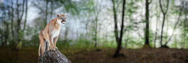 Fotobehang Cougar in een zomerbos, poema, poema © Baranov