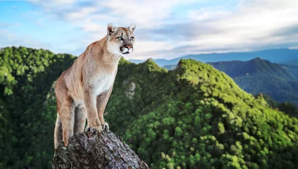 Fotobehang Cougar in de bergen, poema, puma © Baranov