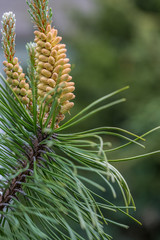 Blooming Pine Tree