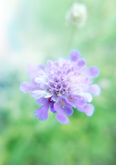 soft effect purple flower on green and white background with flare of light