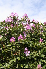 rhododendron