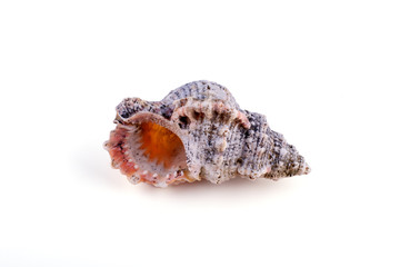 Sea shell isolated on a white background