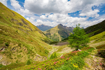 Val Grosina - Val Pedruna - Valtellina (IT) - Panoramica estiva della valle con rododendri fioriti 