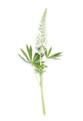 Lupin white flower on white background