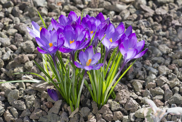 Krokus, violet, Crocus cansellatus
