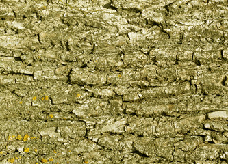 Obraz premium Tree bark texture in yellow tone