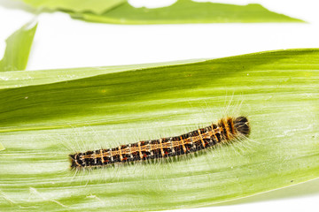 Black caterpillar of common duffer butterfly ( Discophota sondaica Boisduval )