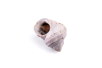 Sea shell isolated on a white background