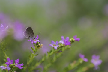 Butterfly sucking nectar from purple flowers