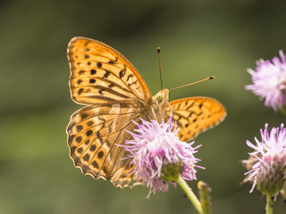 Ein bunter Schmetterling (Kaisermantel) sitzt auf einer Distelblüte.