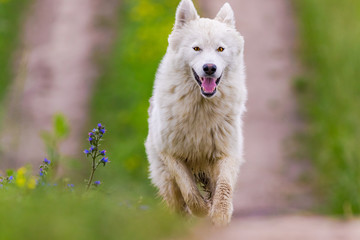 Wolf or husky dog portrait. Running dog