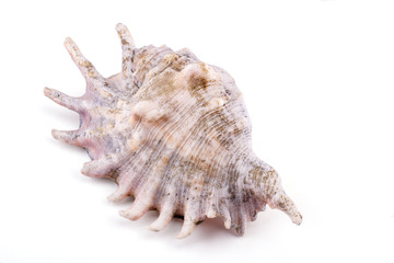 Sea shell isolated on a white background