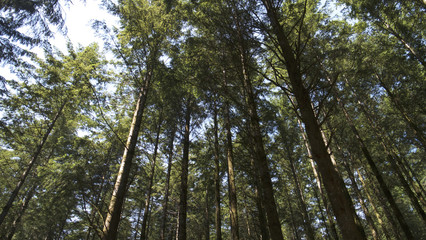Walking in the woods at the beginning of summer