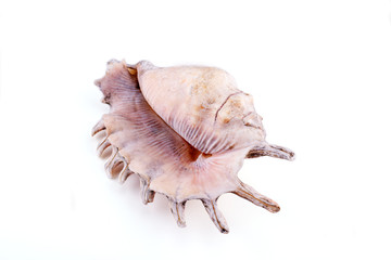 Sea shell isolated on a white background