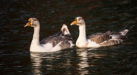 Indian Runners are a breed of Anas platyrhynchos domesticus, the domestic duck. They stand erect...