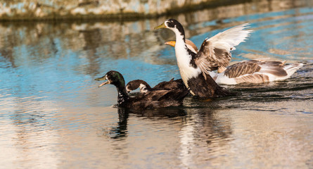 Indian Runners are a breed of Anas platyrhynchos domesticus, the domestic duck. They stand erect like penguins and, rather than waddling, they run. The females usually lay about 150 to 200 eggs a year