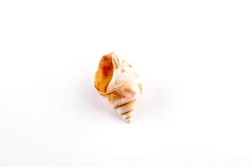 Sea shell isolated on a white background