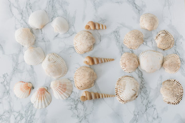 Shell Collection on marble texture. Sea mood concept