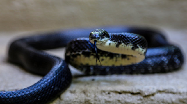 Snake