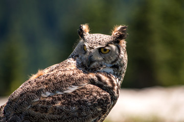 Eagle Owl