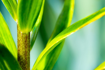 Green fresh stem with leaves macro on pastel backgroun. Nature abstract.