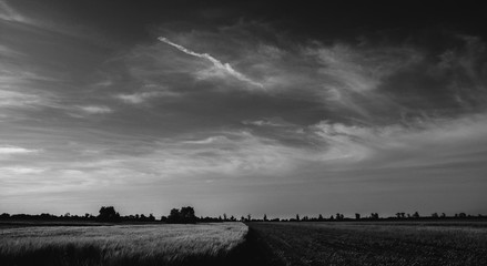 Landscape in the beautiful field